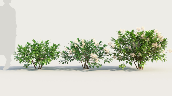 Ceanothus americanus a