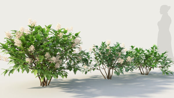 Ceanothus americanus a