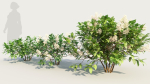 Ceanothus americanus a