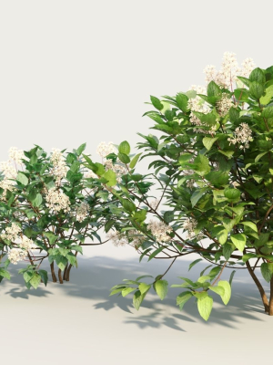 ceanothus-americanus-a-3d-model-f228d5e206