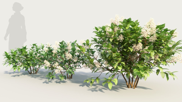 Ceanothus americanus a