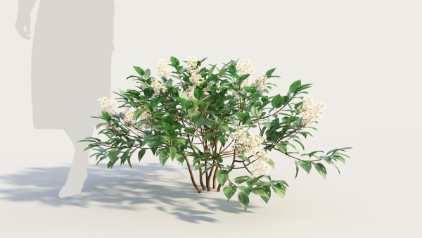 Ceanothus americanus a