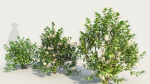 Ceanothus americanus b