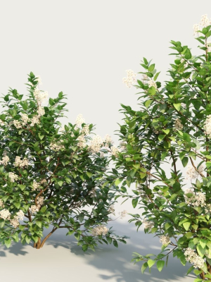 ceanothus-americanus-b-3d-model-0125fe9076