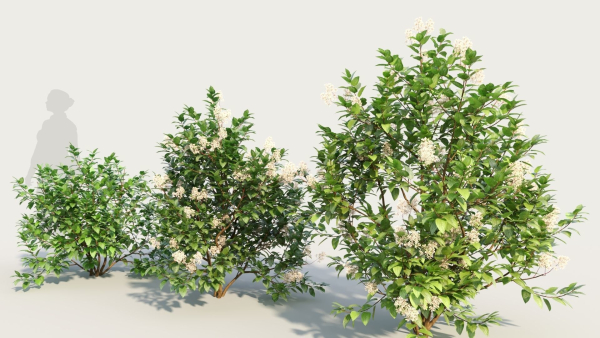 Ceanothus americanus b