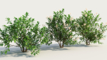 Ceanothus americanus b