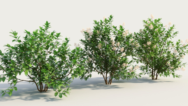 Ceanothus americanus b