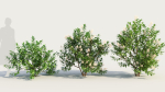 Ceanothus americanus b
