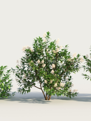Ceanothus americanus b