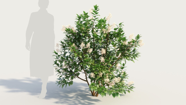 Ceanothus americanus b