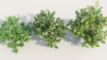 Ceanothus americanus b