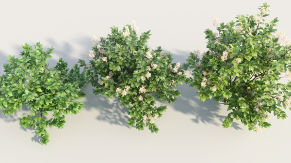 Ceanothus americanus b