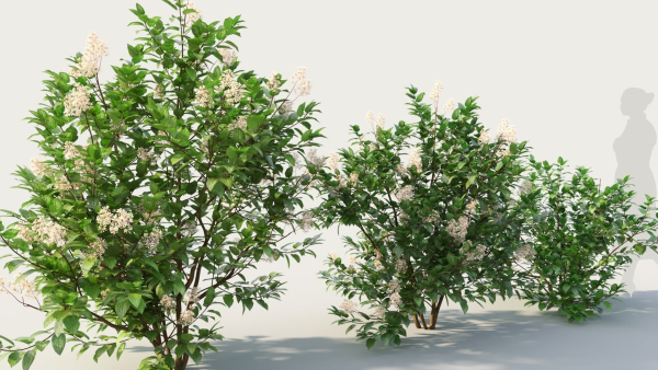 Ceanothus americanus b