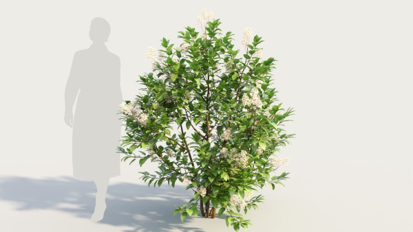 Ceanothus americanus b