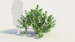 Ceanothus americanus b