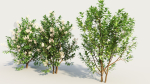 Ceanothus americanus c