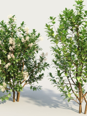ceanothus-americanus-c-3d-model-3219610d40