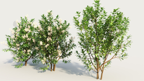 Ceanothus americanus c