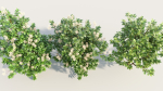 Ceanothus americanus c