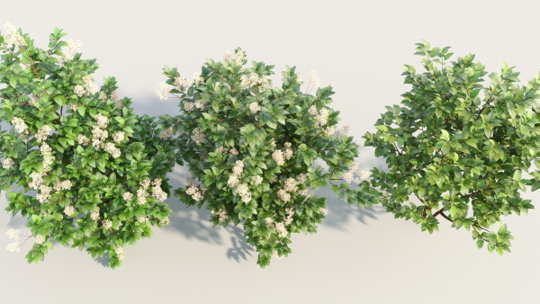 Ceanothus americanus c