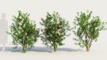 Ceanothus americanus c