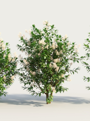 Ceanothus americanus c