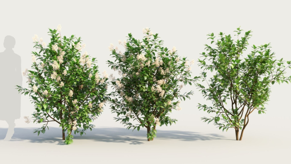 Ceanothus americanus c