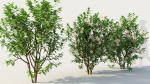 Ceanothus americanus c