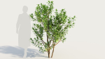 Ceanothus americanus c