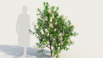 Ceanothus americanus c