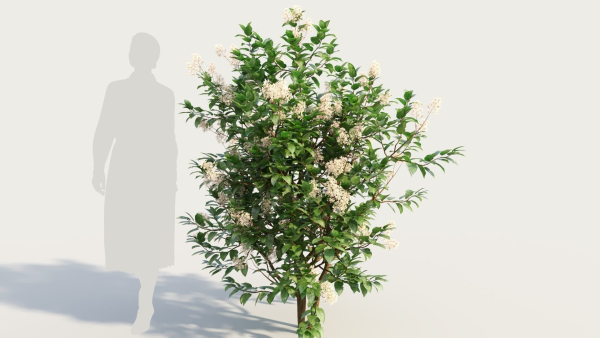 Ceanothus americanus c