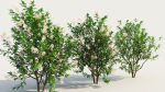 Ceanothus americanus c