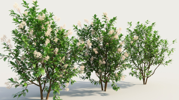 Ceanothus americanus c