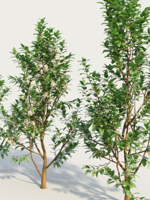 ceanothus-americanus-d-3d-model-1eaa5fe275