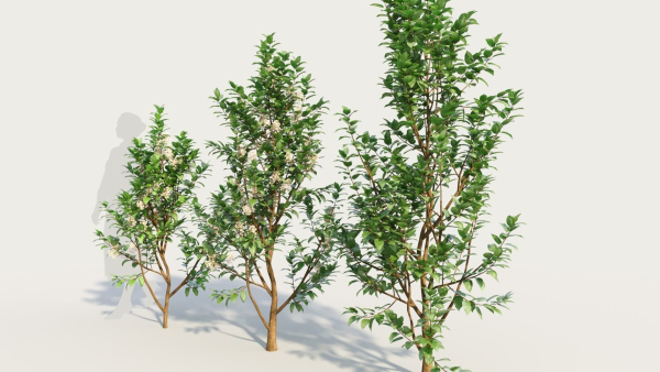 Ceanothus americanus d