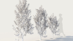 Ceanothus americanus d