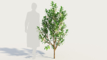 Ceanothus americanus d