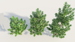 Ceanothus americanus d