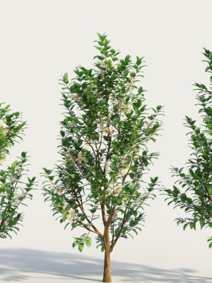 Ceanothus americanus d