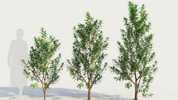 Ceanothus americanus d