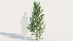 Ceanothus americanus d