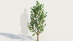 Ceanothus americanus d