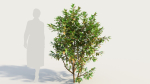 Ceanothus americanus e