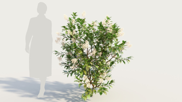 Ceanothus americanus e