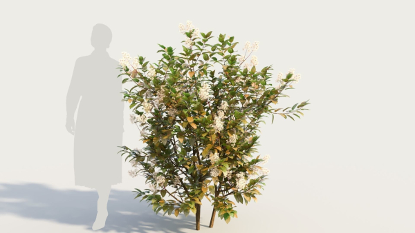 Ceanothus americanus e