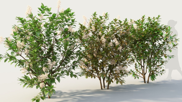 Ceanothus americanus e