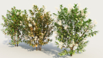 Ceanothus americanus e