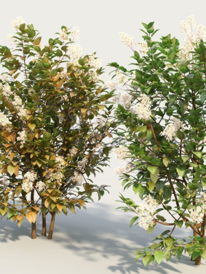 ceanothus-americanus-e-3d-model-6e26661c3c