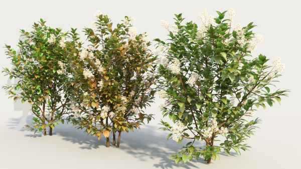 Ceanothus americanus e