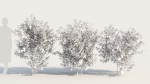 Ceanothus americanus e